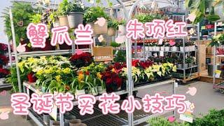 这样挑选蟹爪兰、朱顶红性价比更高。 【莎拉养花】