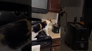 Cat Funny Videos ‍⬛ cats meowing ️ #cathouse Part 3086