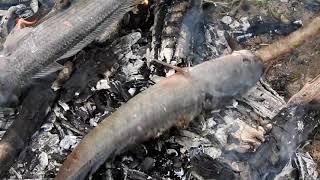 Mr primitive - Find and cooking fish on a rock