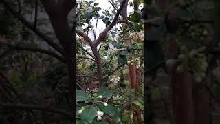 Hãy Đến Đất Phú Diễn QUÊ HƯƠNG GIỐNG ĐẶC SẢN BƯỞI DIỄN ĐỂ MUA GIỐNG BƯỞI DIỄN SAI QUẢ:096.2