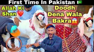 Allah Ki Shan Fancy Bakra & Turkey Dumb For Qurbani 2025 || Home Delivery Bhe ️|| Waheed Goat Farm