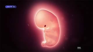Embryo Development Week by Week: IVF Time Lapse Journey