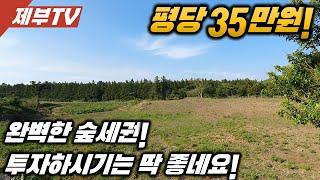 (투자용)제주도 토지 매매 소나무 숲으로 둘러쌓여 있는 저렴하고 깔끔한 토지입니다 제주도 집,제주도 부동산 매물,Jeju House for sale,Korea,제주도부동산TV