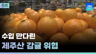 수입 만다린 제주산 감귤 위협 /JIBS/제주/2025.04.22