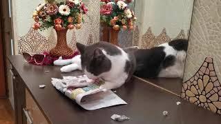 вкусная еда для кота 