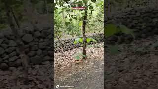 Mere Dil Gaye Ja Zooby Zooby #DM #Technical #4K #Wiral #Shorts #Video