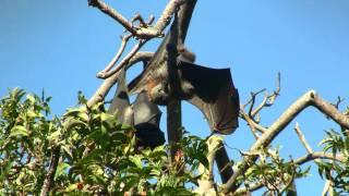 Grey-headed Flying Foxes (Pteropus poliocephalus) in Sydney / Graukopf-Flughunde in Sydney