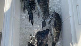 NJ Black Sea Bass Catch and Cook!