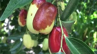 What's Growing On with Jujube: An Alternative Fruit Tough Enough for Texas