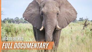 Elephants - Back to the Wild (never before seen footage) | Full Documentary