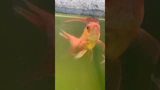 Baby fish #fish #aquariumfish #fishfry #fishing #goldfishcorner #fishingvideo #goldenfish