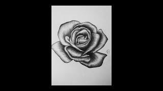 How To Draw A Rose For Beginners+ Kaweco Pencil Review By EdgarsArt