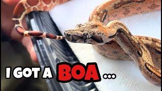 I bought a BOA CONSTRICTOR!! (insane)