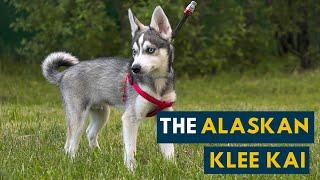 The Alaskan Klee Kai: A Smaller Husky?