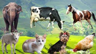 Collection of cute animal sounds: Cow, Cat, Chicken, Dog, Sheep, Cat, Horse - Cute Animal Moments