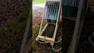 DIY Chicken Tractor For Sneaky Chicken & Her Chicks