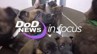 DoD News In Focus - From Puppy to Soldier