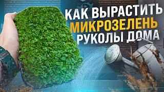 Как вырастить микрозелень? Микрозелень рукола дома!