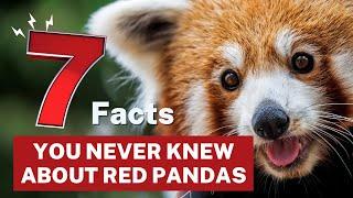 7 Facts You Never Knew About Red Pandas!