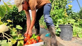 Garden Harvest and Fall Clean-up | Probably One of the Best Soups