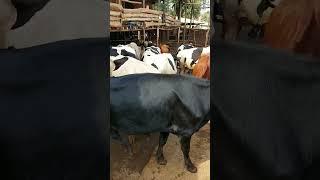 Good feeding for successful dairy farm
