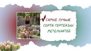 САМЫЕ ЛУЧШИЕ СОРТА ГОРТЕНЗИИ МЕТЕЛЬЧАТОЙ  + ОБЗОР НОВИНОК