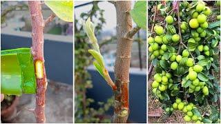 How to create air layering in Jujube tree branch || New grafting idea