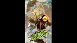 Easy Steps to Plant Featuring Philodendron McColley's Finale.