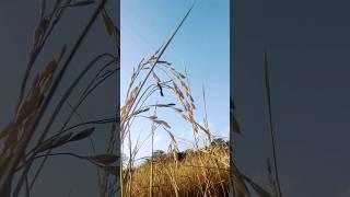 look deep into nature #viral