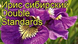 Ирис сибирский Двойные стандарты. Краткий обзор, описание iris sibirica Double Standards