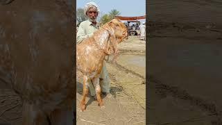 #goats#makhicheenigoats #madrasa Mandi#baredar bakre rate#Shahzad Shah official#