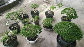 HARGA BONSAI  MINI 082142421986