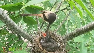 Day12, The cuckoo bird eats a lot in the shrike's nest杜鹃鸟占据伯劳鸟窝第12天，已经长大，就是想啃老