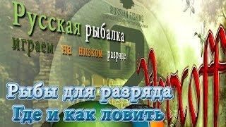 Как ловить трофей Атлантического осетра Три шага к успеху Нева