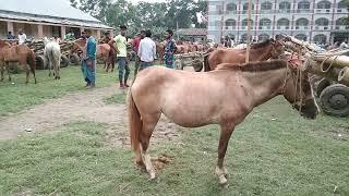 New Horse videos | Horse market Sylhet Hat Bangladesh | BIPUL AGRO BD - 2022