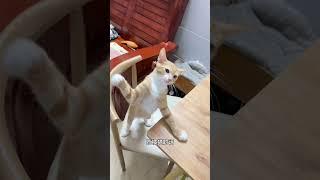 Nota Pet VN ! #notapetvn #cat #pets #dog #pet #cute #animal #catlover