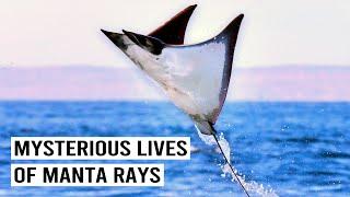 Understanding Manta Rays (4K Documentary) | Blue Realm