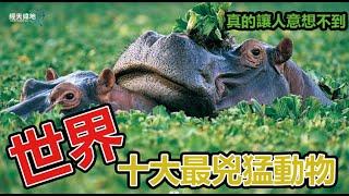 世界十大最兇猛動物排名，冠軍是它，真的讓人意想不到#冷知識#科普#經天緯地#知識拓展#排名#開拓眼界