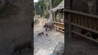 Pigs are friends, not food!! #travel #amazingthailand #thailand #travelcouple #traveldestinations