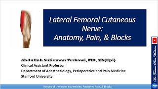 Lateral Femoral Cutaneous Nerve: Anatomy, Pain, Block, and Treatment