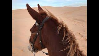 Michigan 2021 Dune Ride