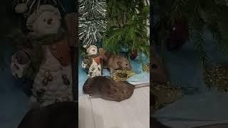 Новый год 2025 #животные#крысы#rat#pets#домашниеживотные#крыски #милота#домашниелюбимцы#веселотусуем