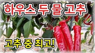 [고추] 하우스 두 물 고추 (고추 중 최고!) - 농사일기