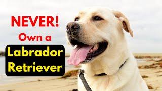 3 Reasons Why You Should NEVER Own a Labrador Retriever #TUC