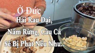 Ở Đức câu cá, hái rau dại, nấm rừng sẽ bị phạt nếu… Cuộc sống nông thôn ở Đức