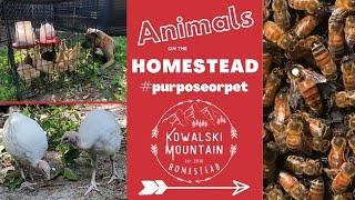 Animals on the Homestead | Purpose or Pet?