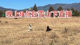 晚上9点在丽江雪山下直播#環遊中國 #狗是人类最忠诚的朋友 #dog