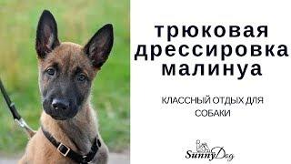 Дрессировка малинуа  Трюковая дрессировка   классный отдых для собаки