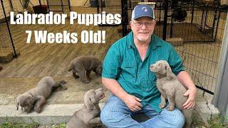 Silver And Chocolate Labrador Puppies Week 7!