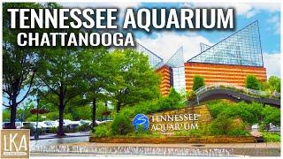 Tennessee Aquarium Chattanooga Tour